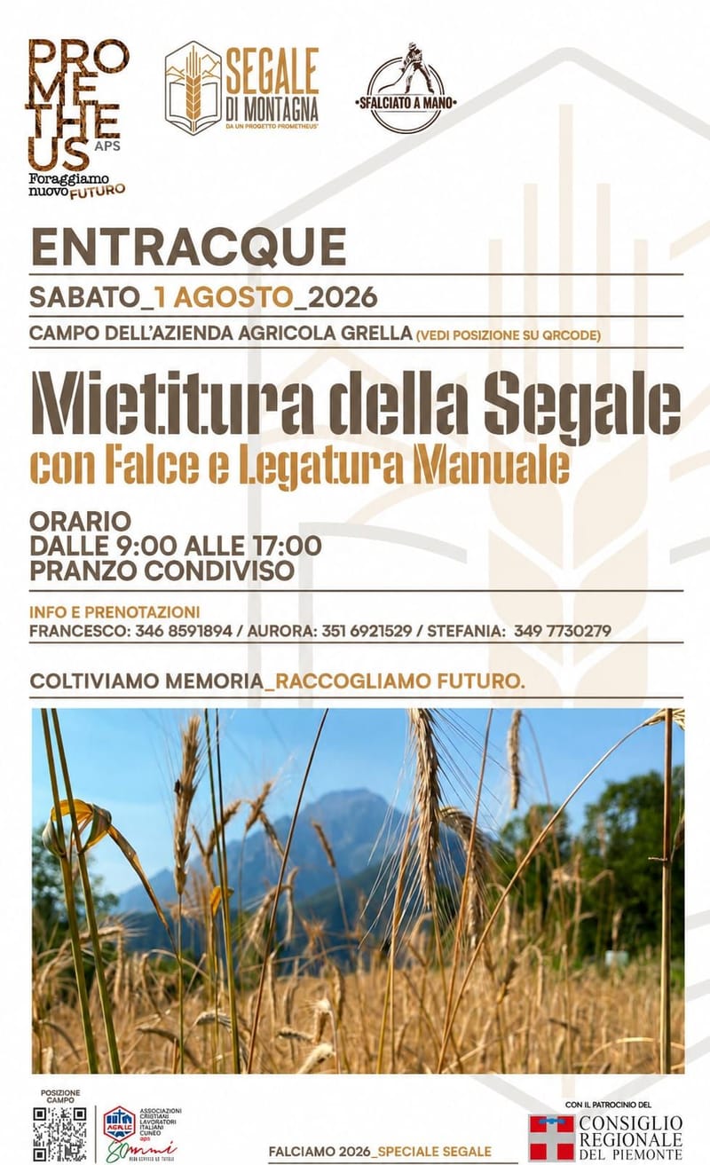 Falciamo -Speciale Segale-01 agosto 2026 -