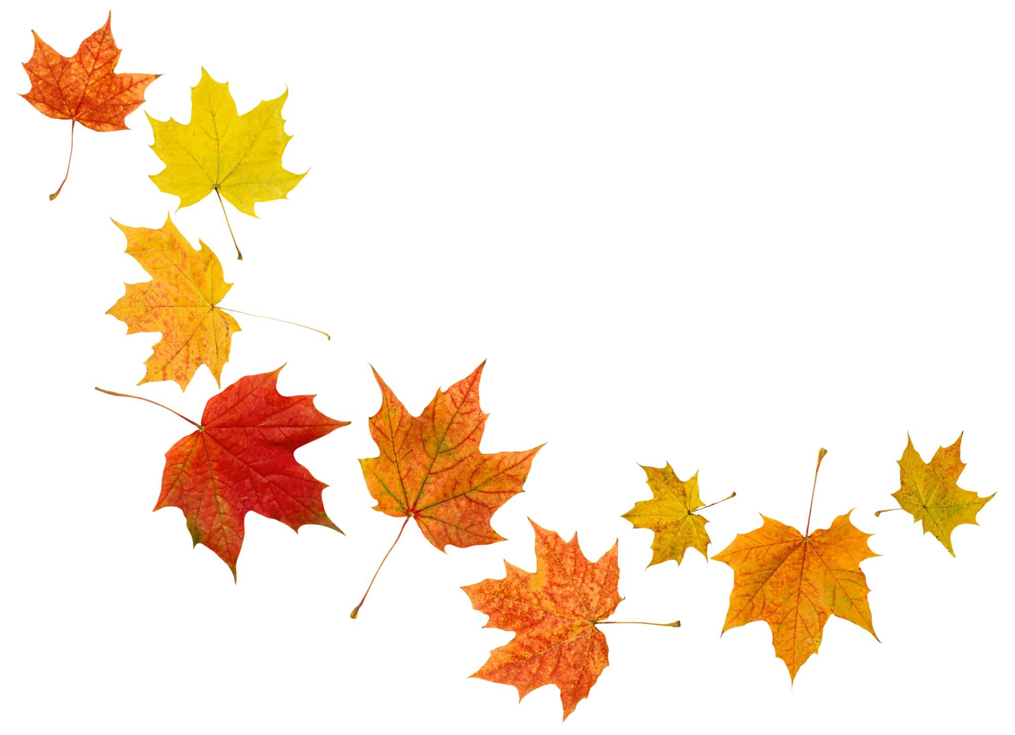 You have to be a leaf on a tree