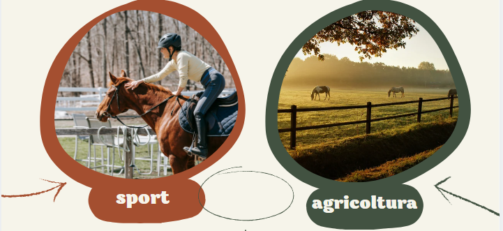 SPECIALIZZAZIONE IN SETTORI PARTICOLARI: AGRICOLTURA E ASSOCIAZIONI/SOCIETA' SPORTIVE