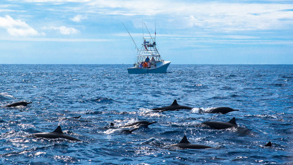 Whales & Dolphins natural habitat watching