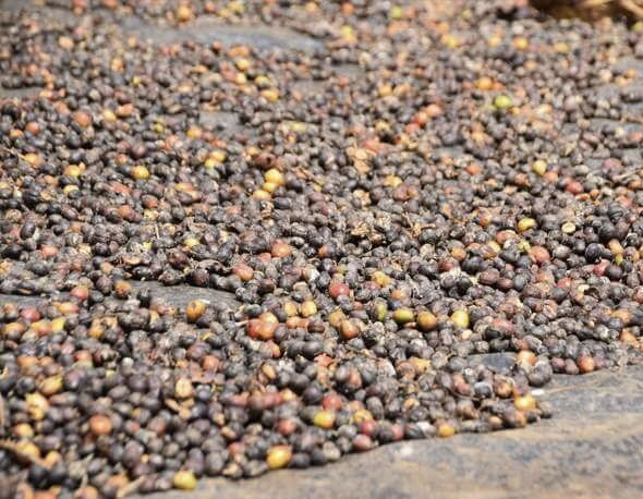 Experience the coffee production in Costa Rica