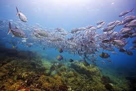 Scuba Dive or Snorkeling in Cano Island