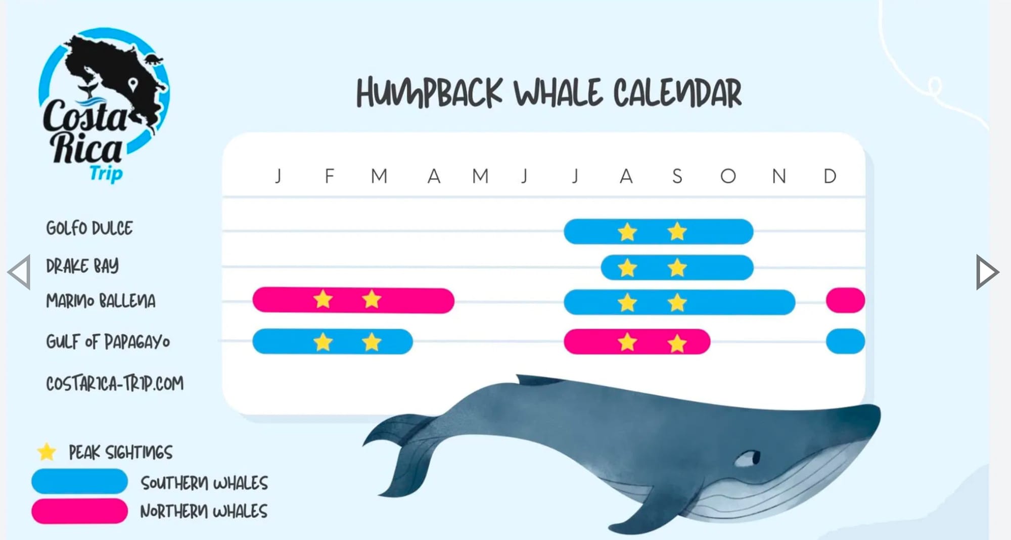 Whales & Dolphins natural habitat watching