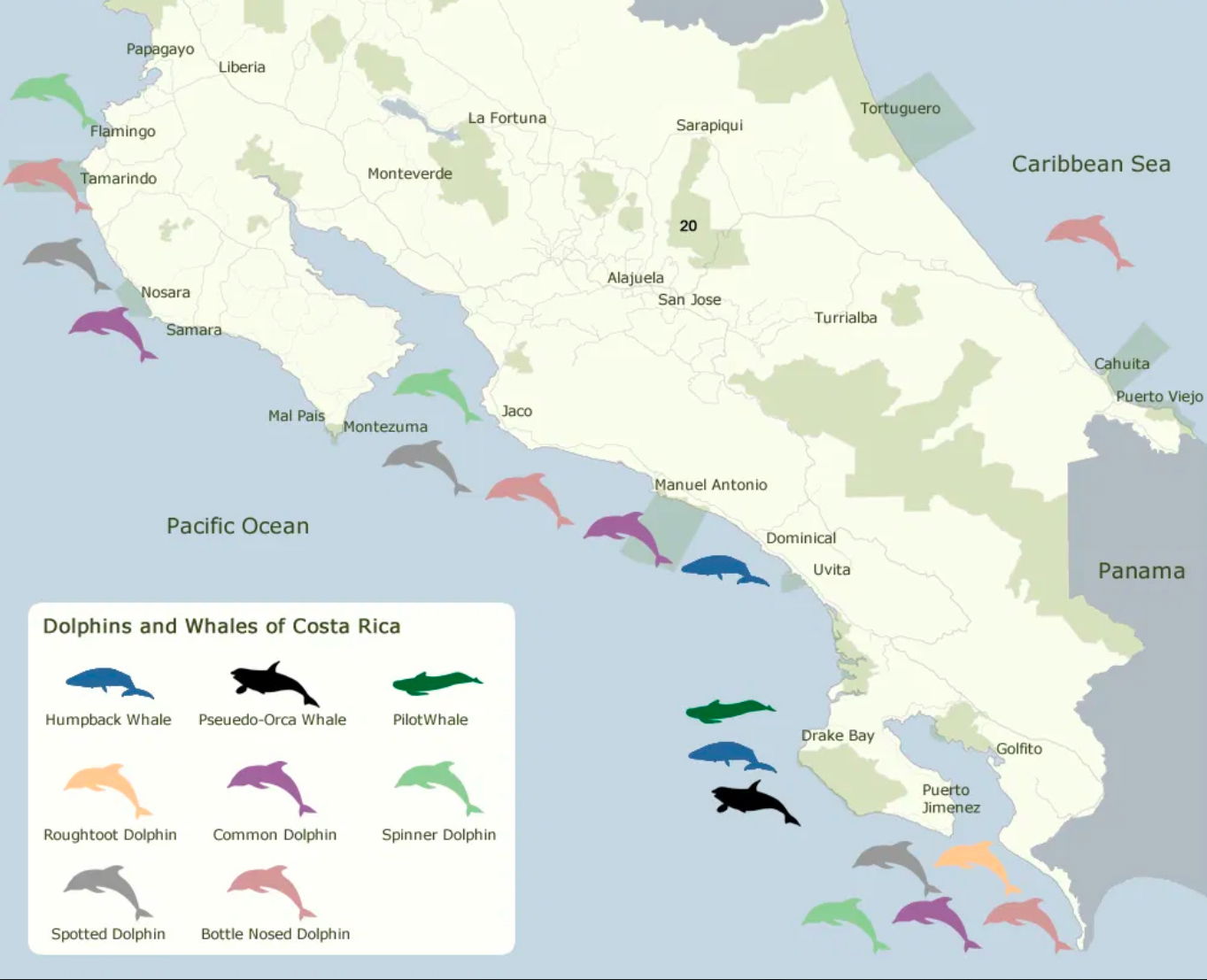 Whales & Dolphins natural habitat watching