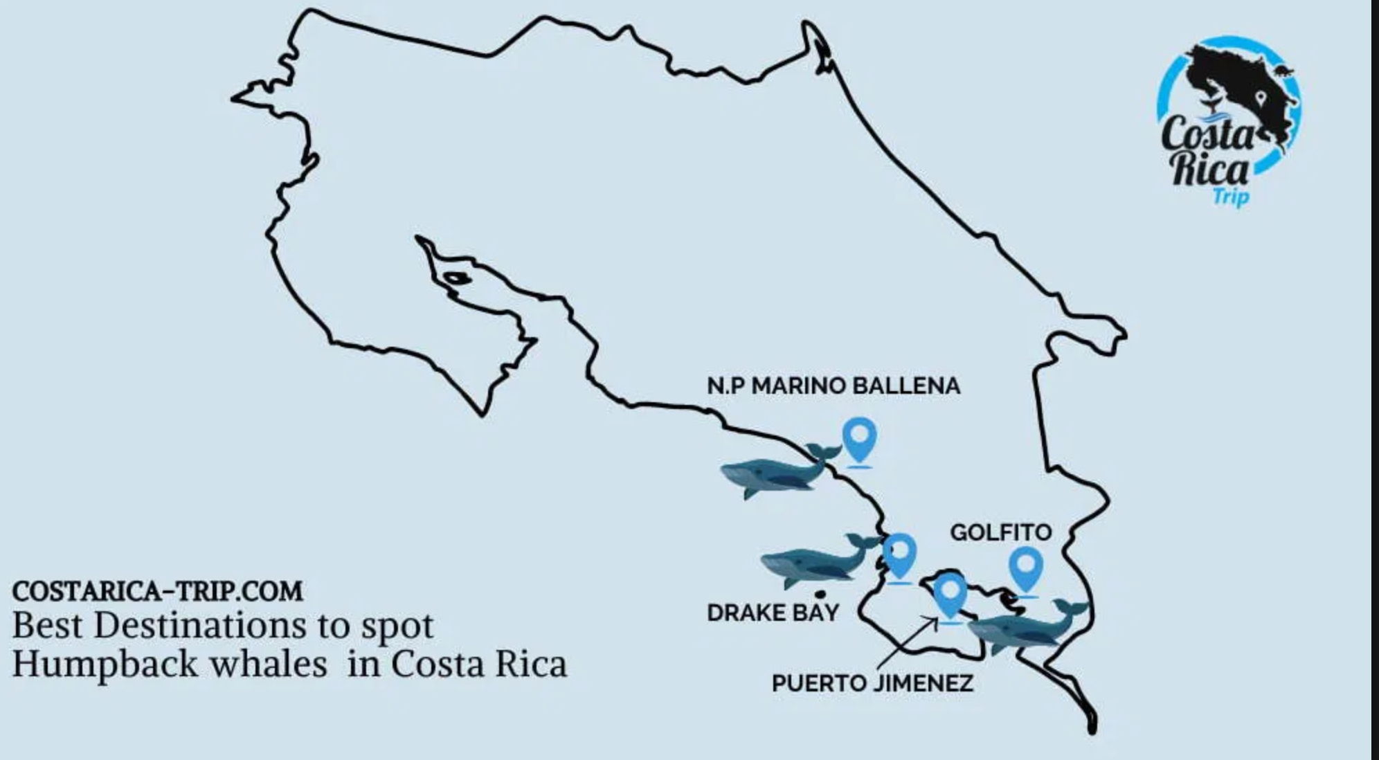 Whales & Dolphins natural habitat watching