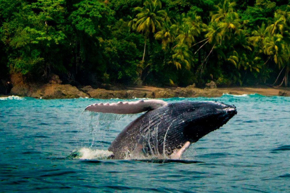 Whales & Dolphins natural habitat watching