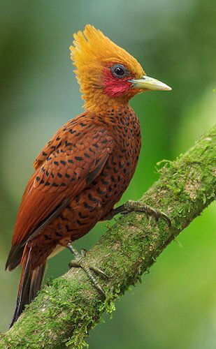 Magisches Vogelbeobachtungserlebnis