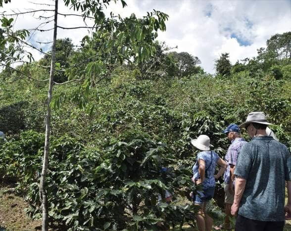 Erleben Sie die Kaffeeproduktion in Costa Rica
