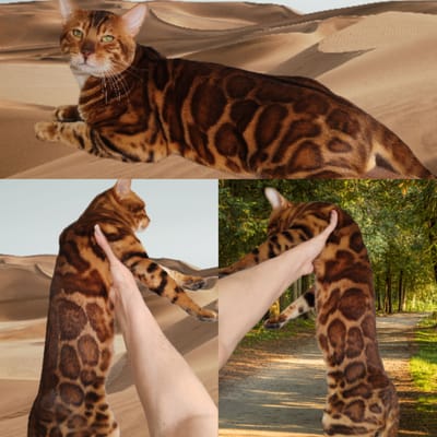 В нашем питомнике родились котята классического окраса BEN n 24!