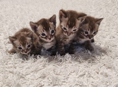 У НАС ПОПОЛНЕНИЕ - КОТЯТА РЕДКИХ ОКРАСОВ!