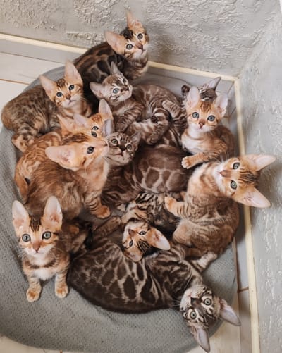 ​В питомнике родились бенгальские котята.