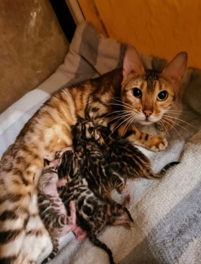 У нас пополнение! Родились котята, в классическом окрасе BEN n24. Будут готовы к переезду в новый дом под новогоднюю ёлочку. Спешите забронировать подарок!
