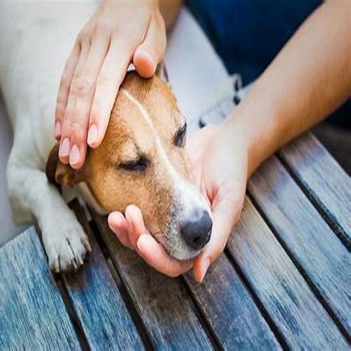 PENSONS AU MAGNETISME POUR LES ANIMAUX