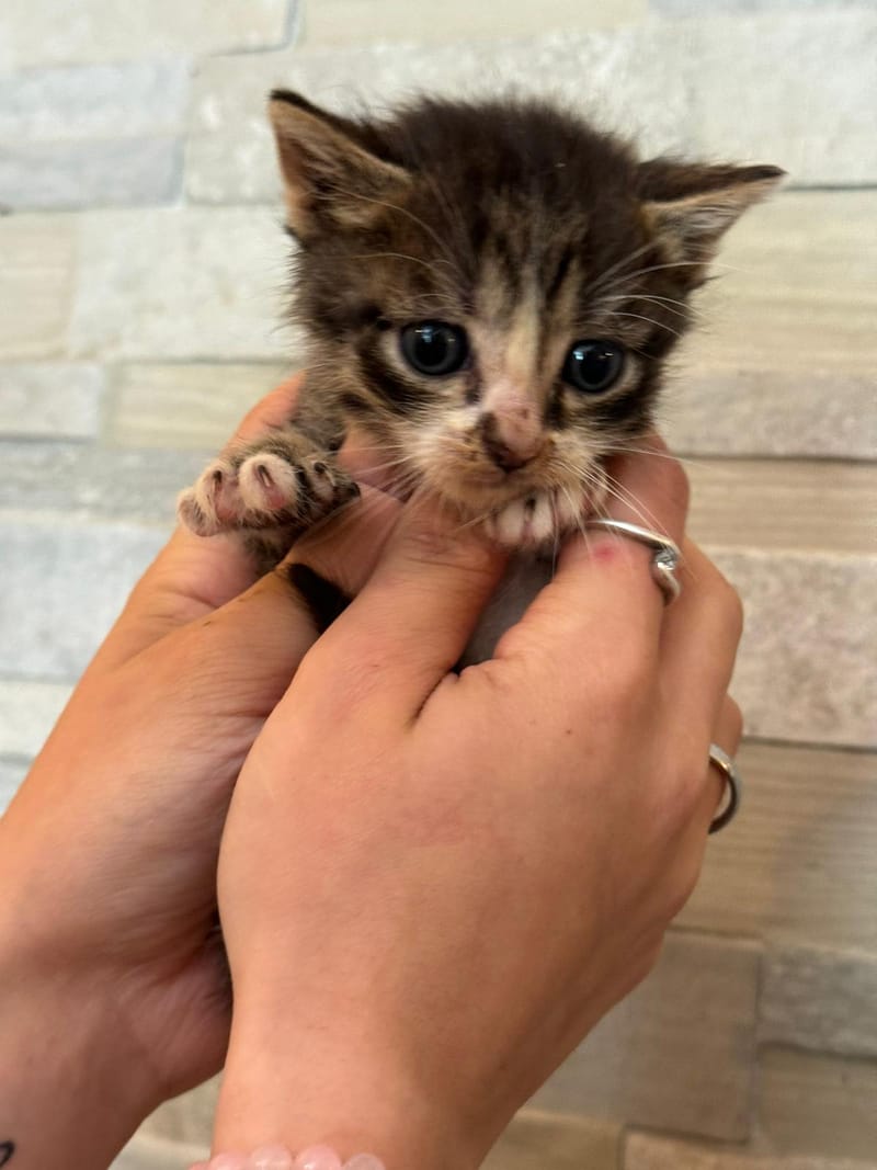 Nouvelle vie de Ninja