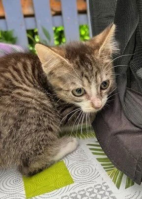 Nouvelle vie de Ninja