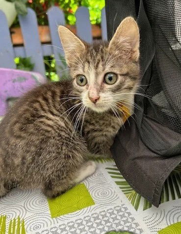 Nouvelle vie de Ninja