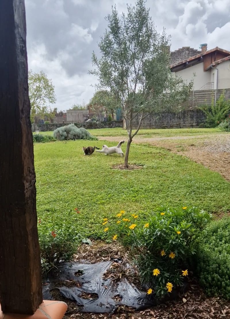 chats comblés et joueurs