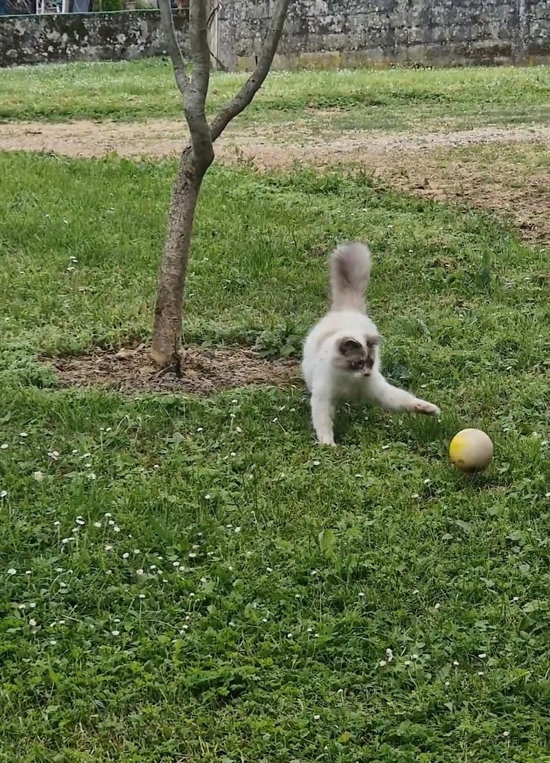 chats comblés et joueurs