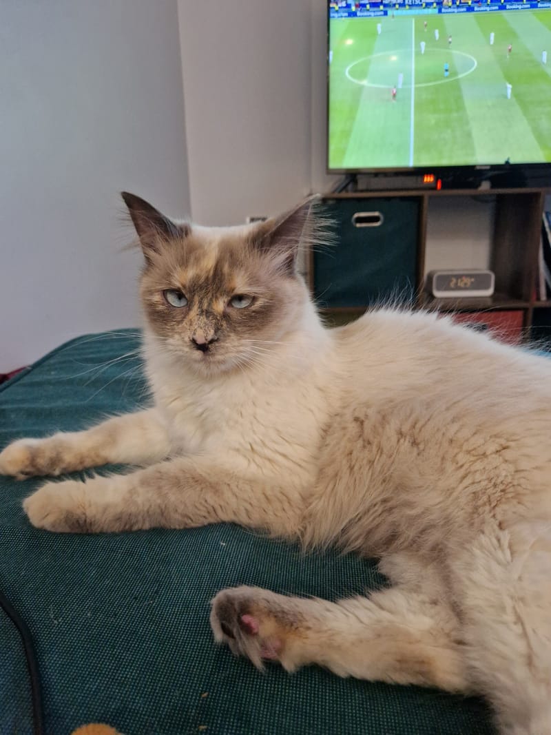 chats comblés et joueurs