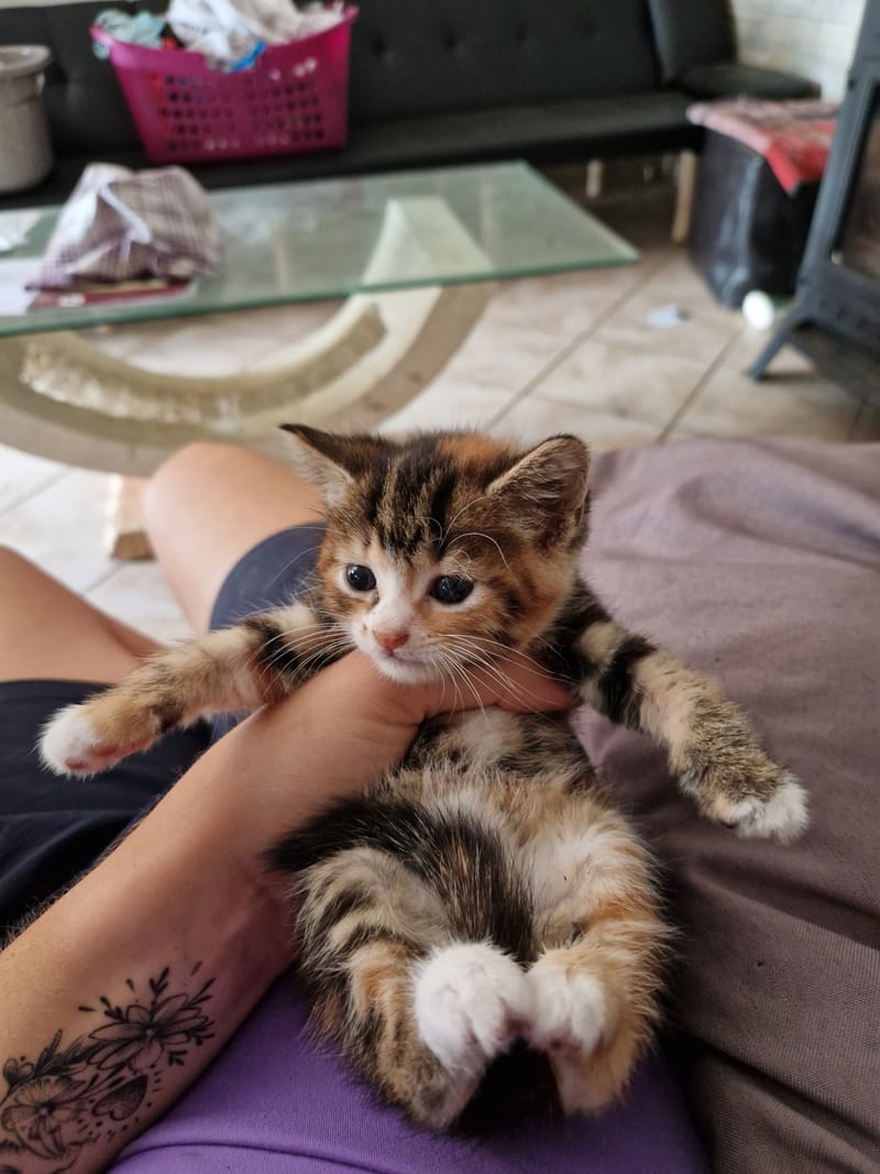 chats comblés et joueurs