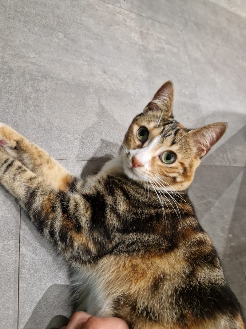 chats comblés et joueurs