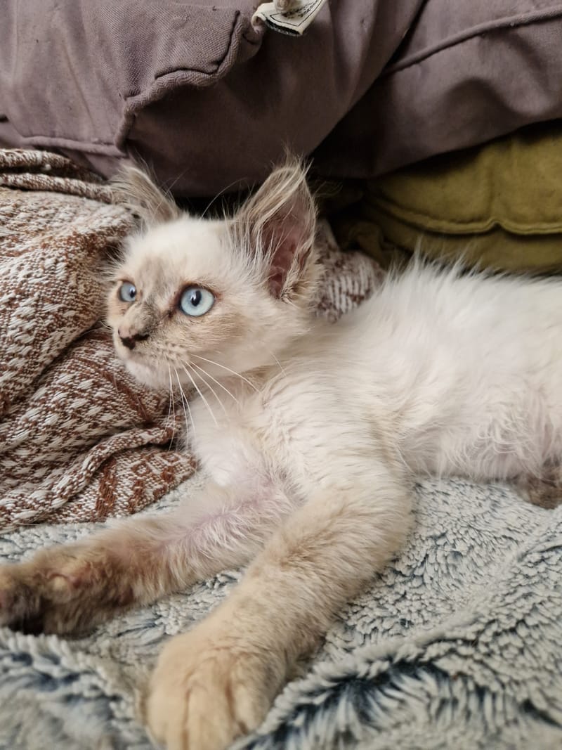 chats comblés et joueurs