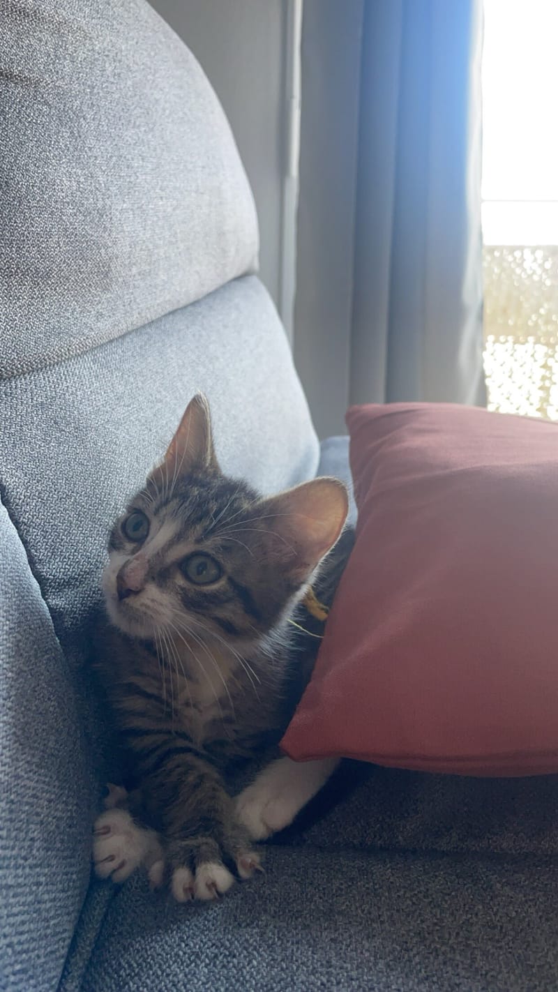 Nouvelle vie de Ninja