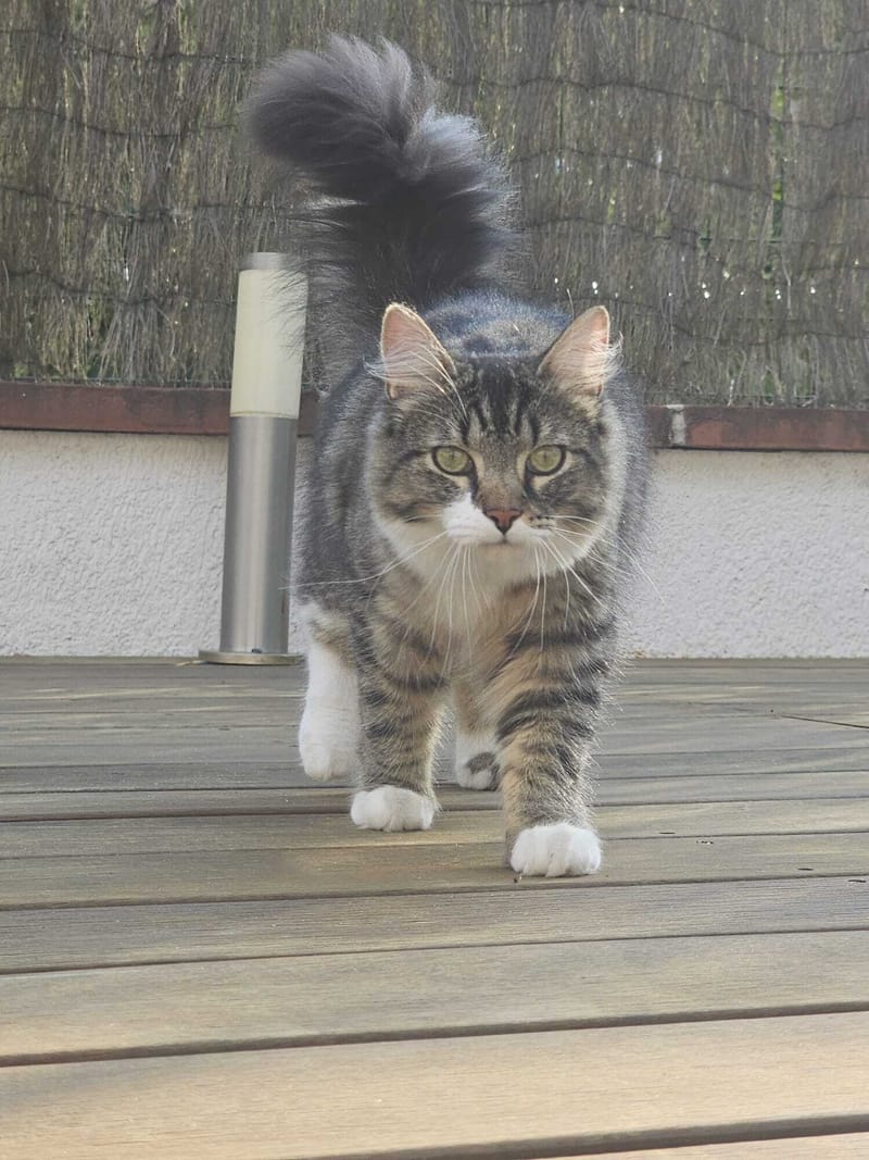 Fripouille est heureux dans sa Famille