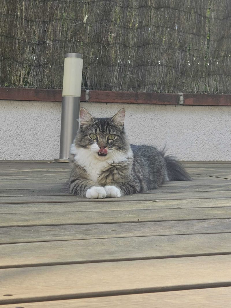 Fripouille est heureux dans sa Famille