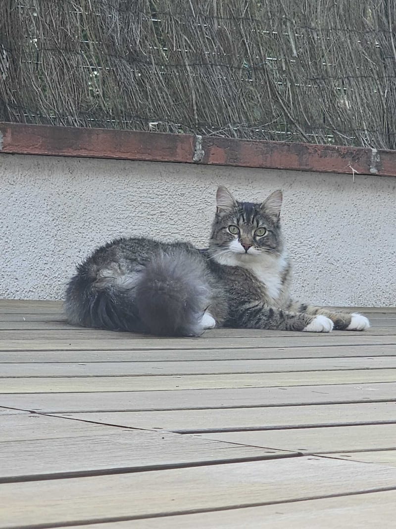 Fripouille est heureux dans sa Famille