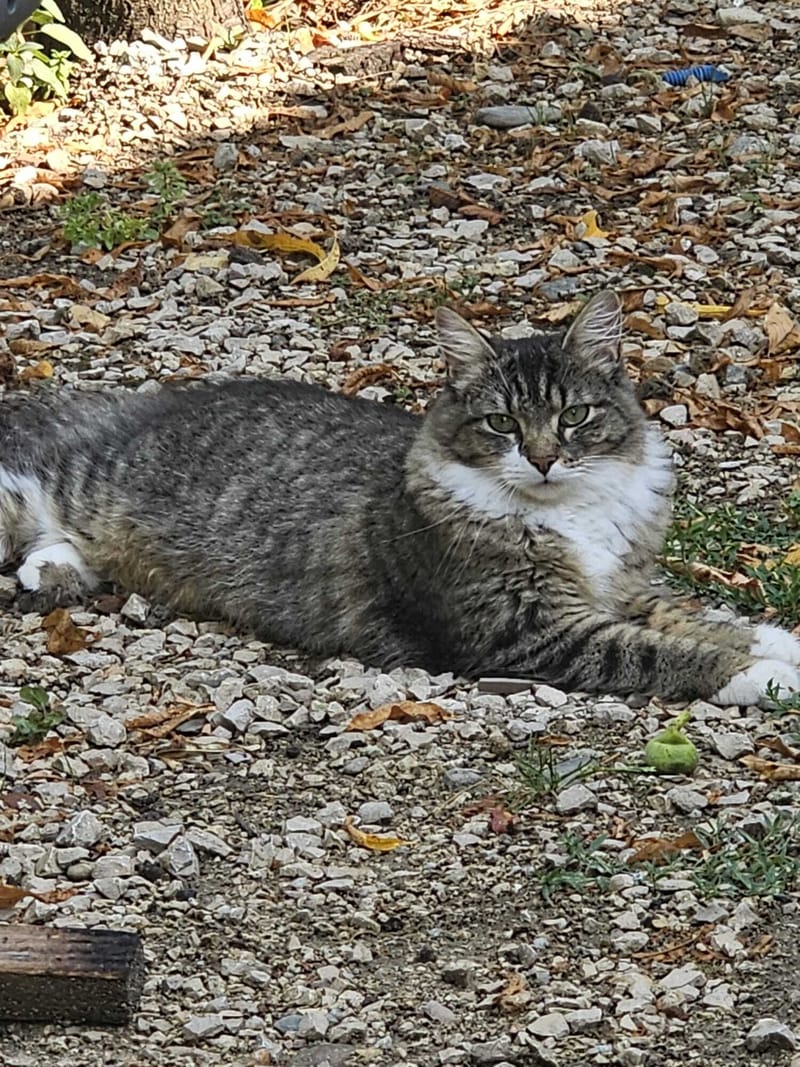 Fripouille est heureux dans sa Famille
