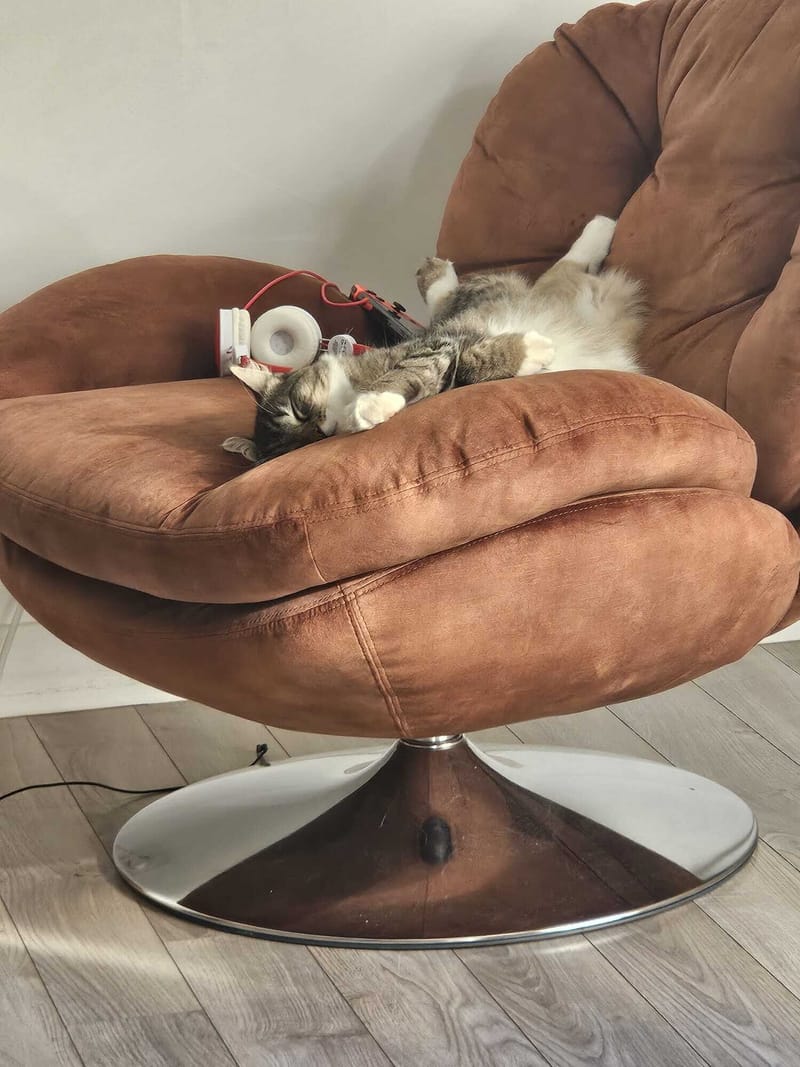 Fripouille est heureux dans sa Famille