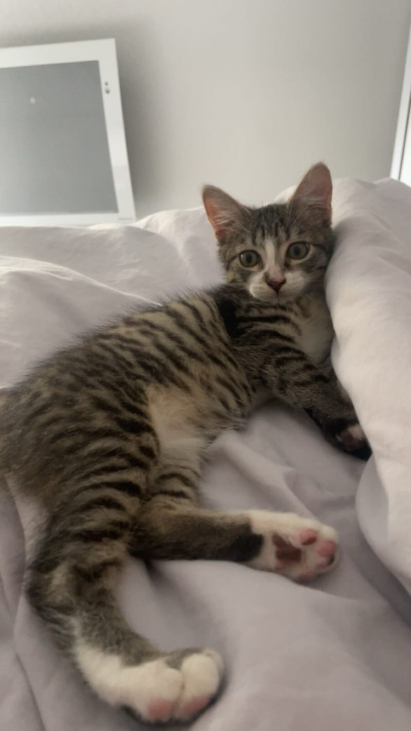 Nouvelle vie de Ninja