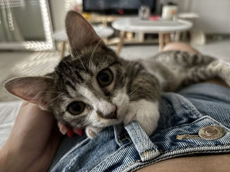 Nouvelle vie de Ninja