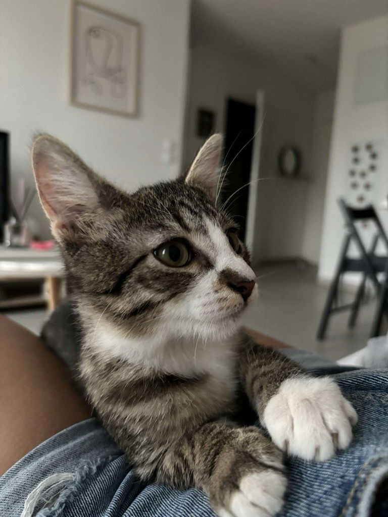 Nouvelle vie de Ninja