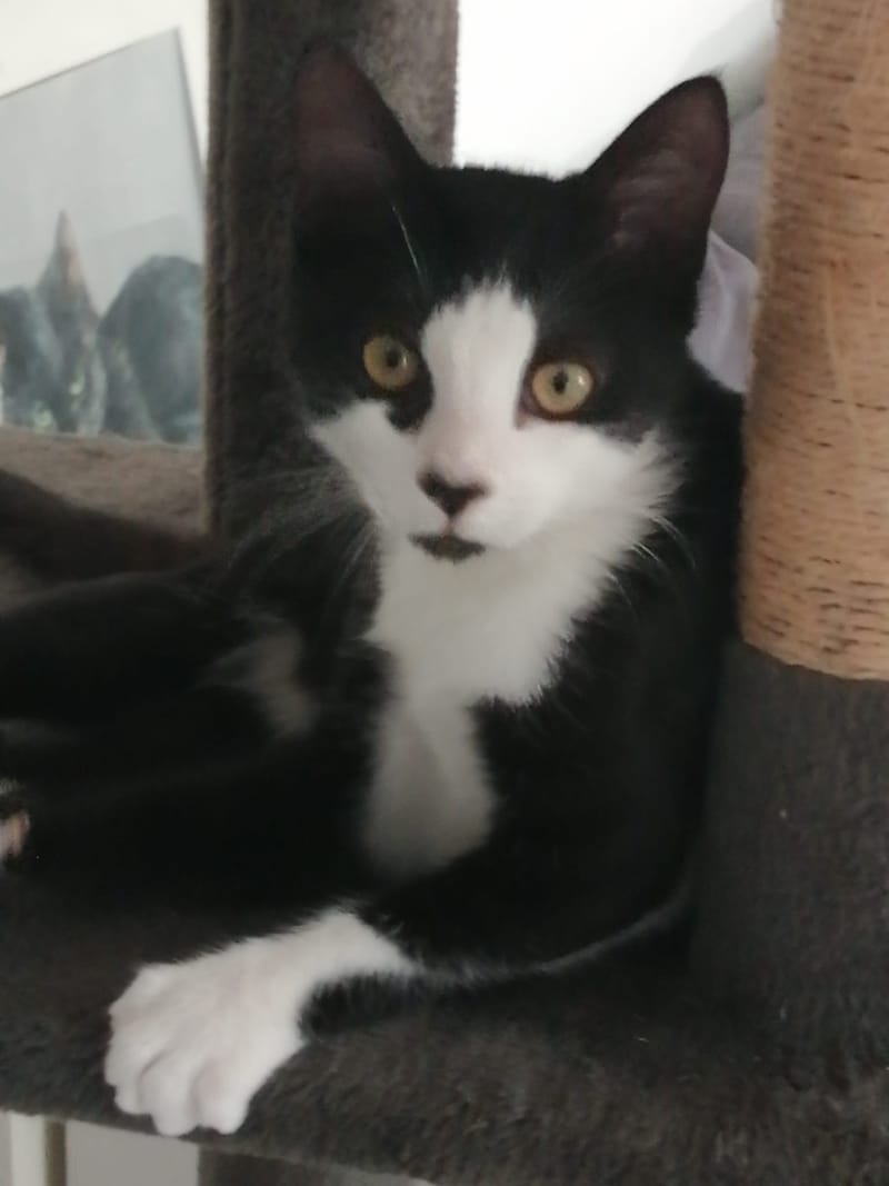 La nouvelle vie de Dali