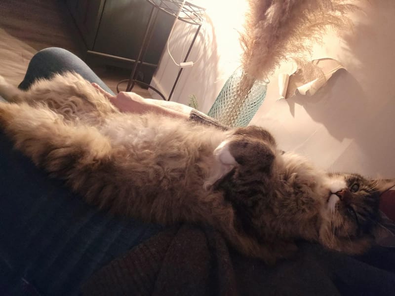 Fripouille est heureux dans sa Famille