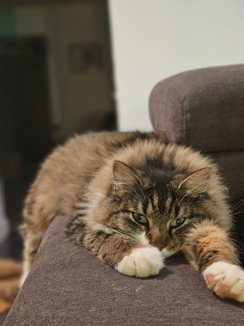 Fripouille est heureux dans sa Famille