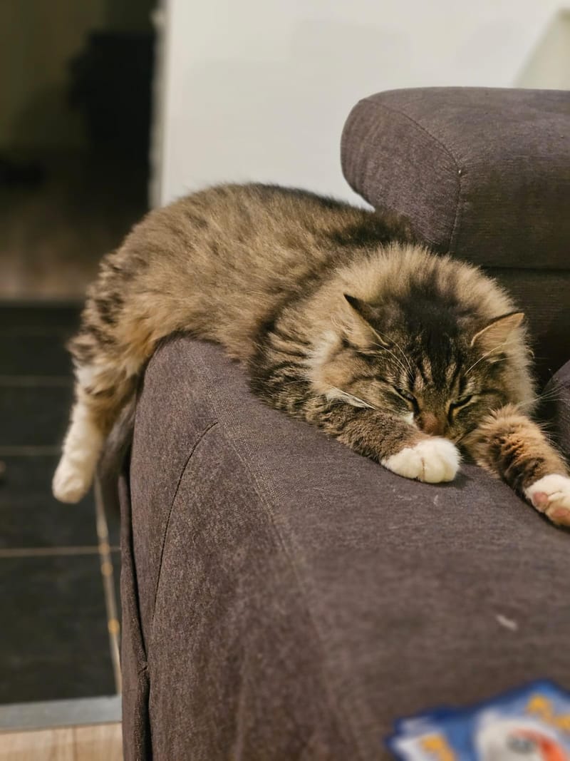 Fripouille est heureux dans sa Famille