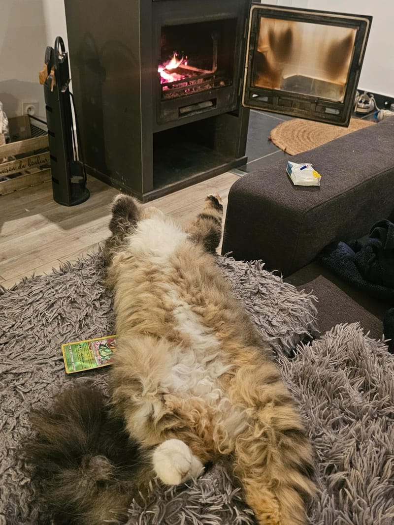 Fripouille est heureux dans sa Famille