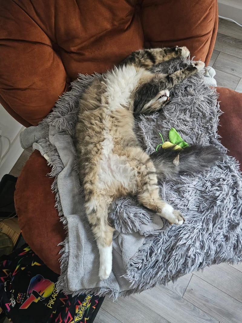 Fripouille est heureux dans sa Famille