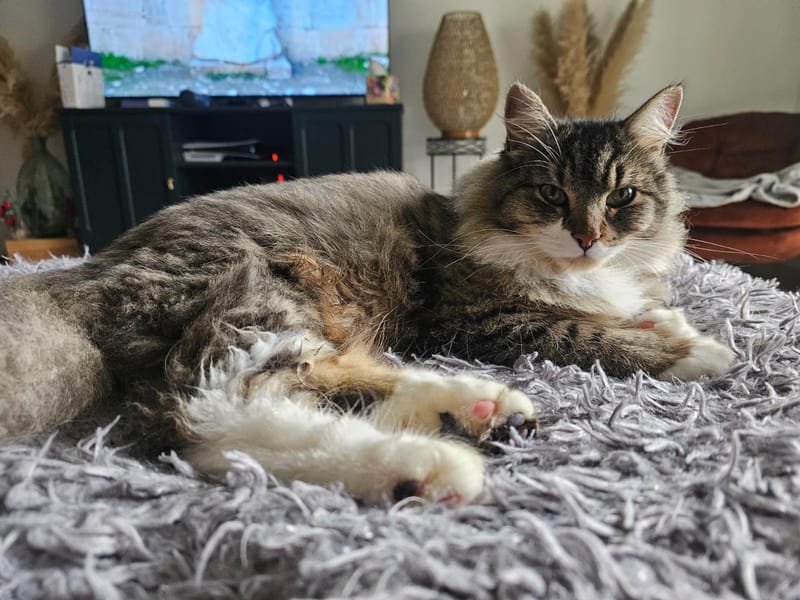 Fripouille est heureux dans sa Famille