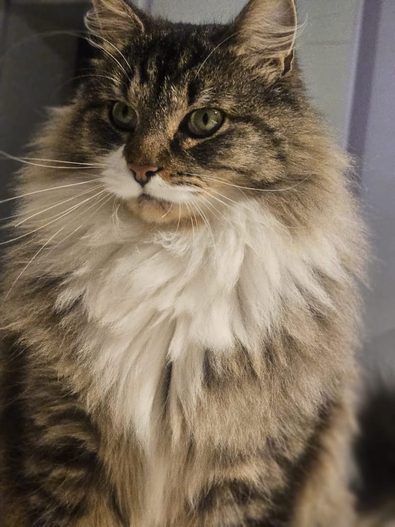 Fripouille est heureux dans sa Famille