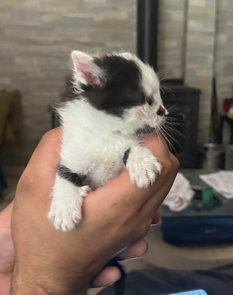 Bisou