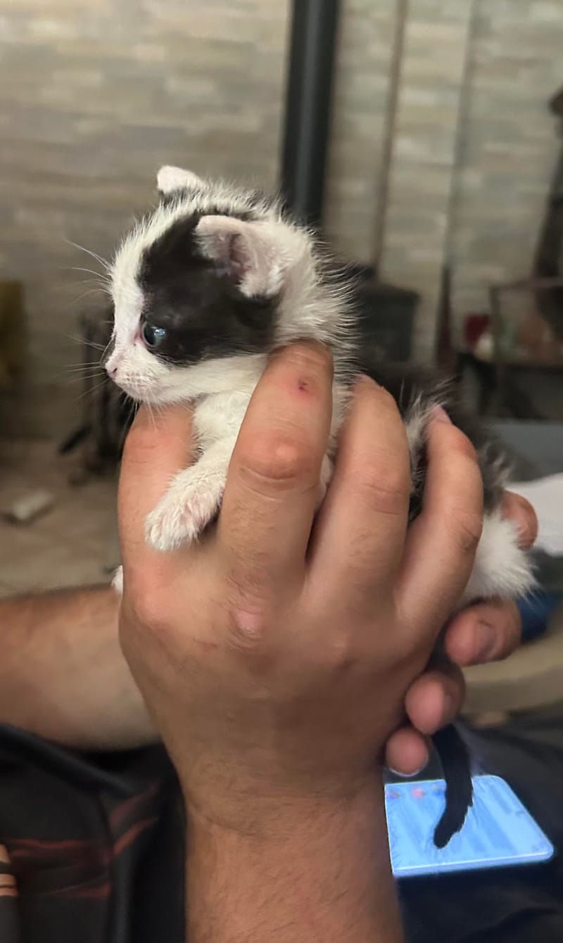 Bisou