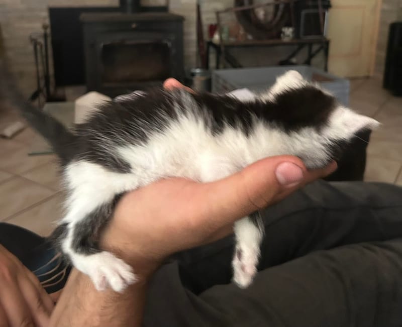 Bisou