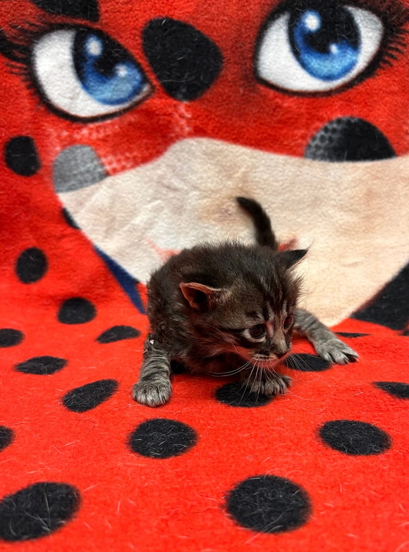 Bénur