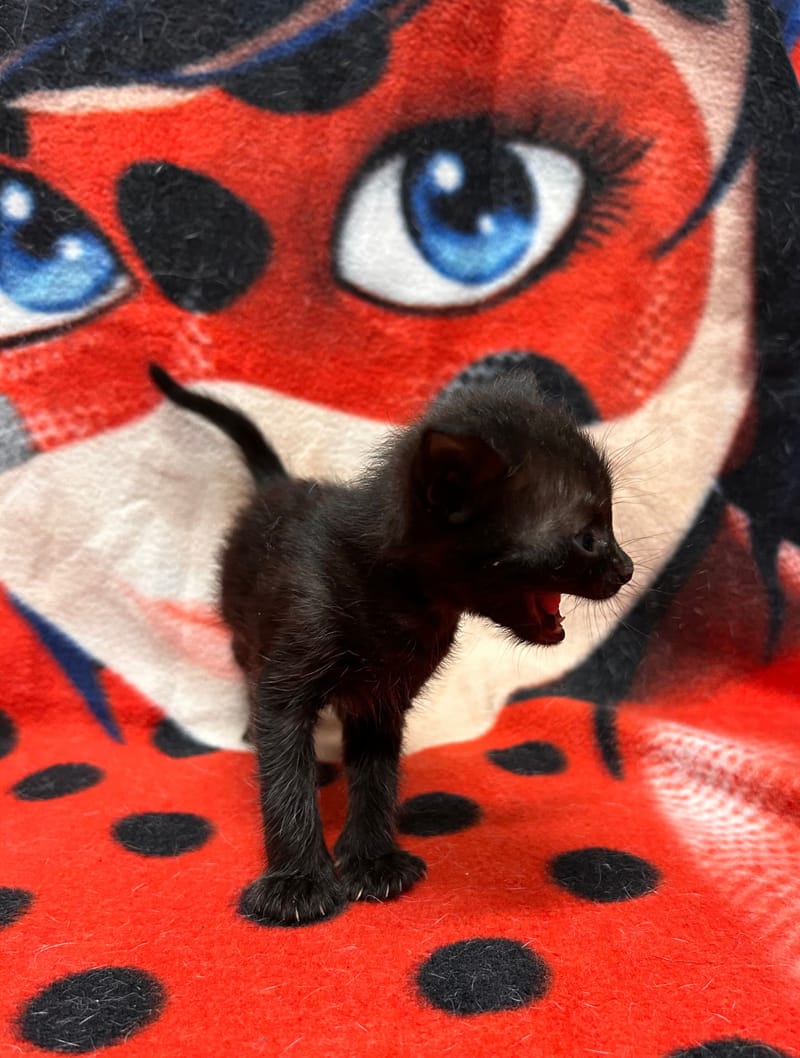 Blacky