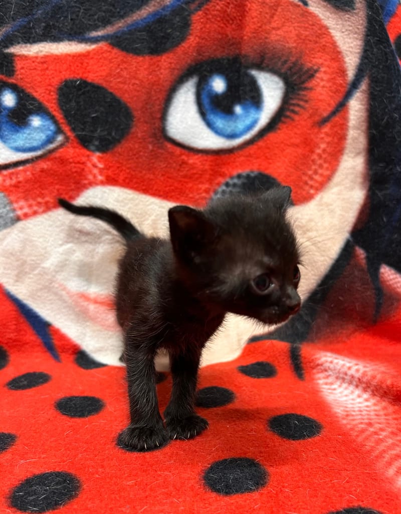 Blacky