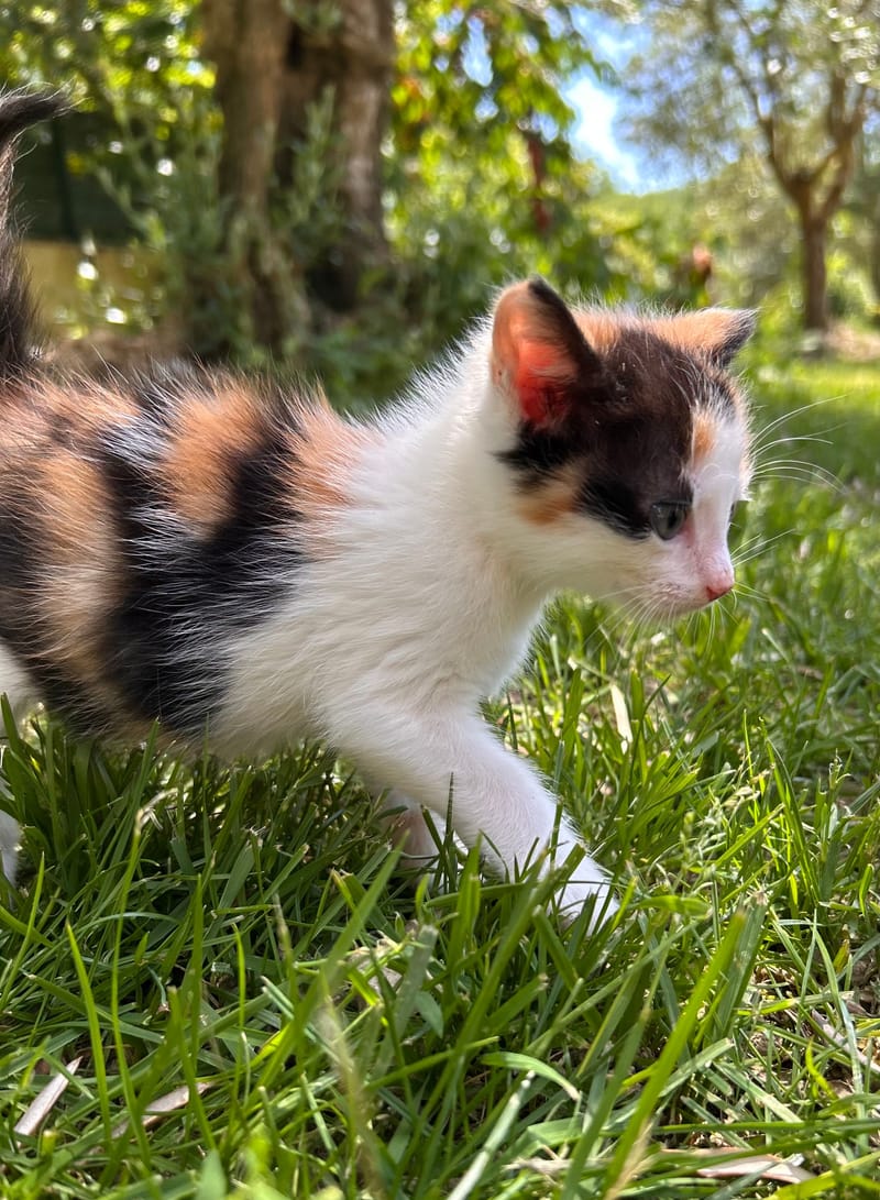 Bijou